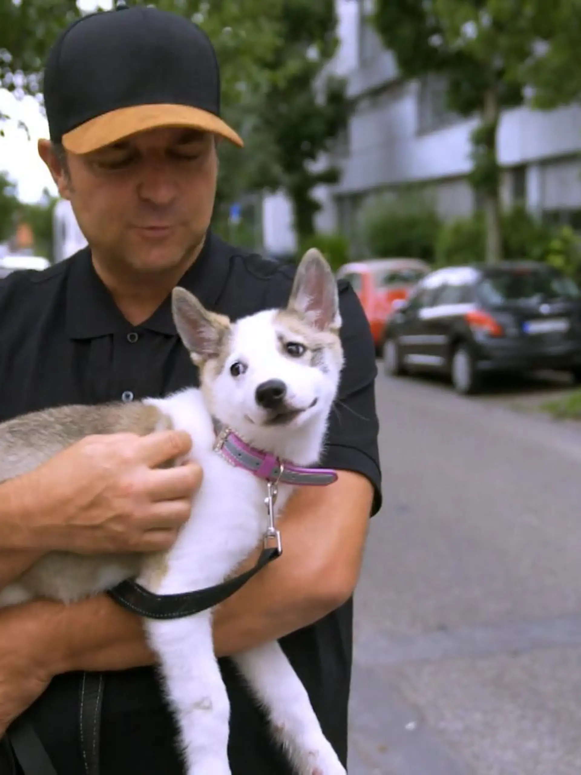Zusammen mit Tierschützern und Tierärzten legt Martin Rütter einem illegalen Welpenhändler das Handwerk.