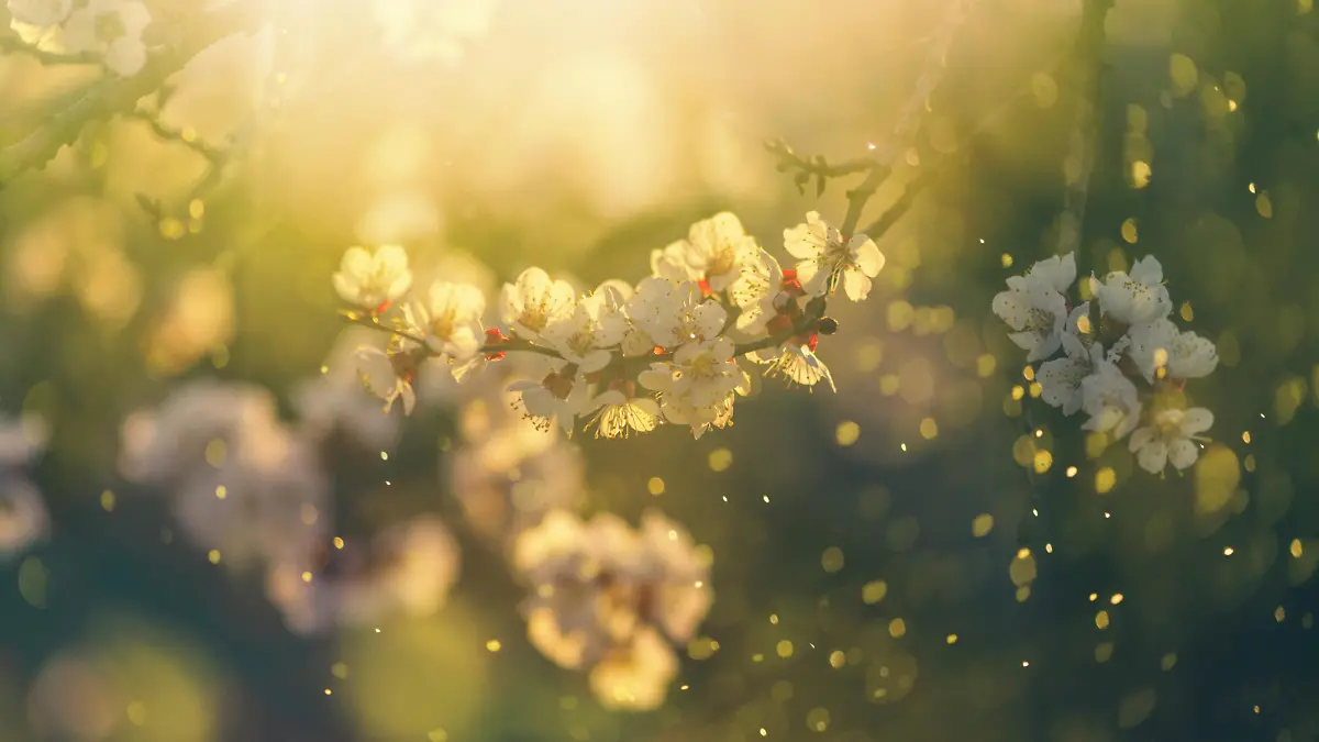 Apricot flowers in the spring