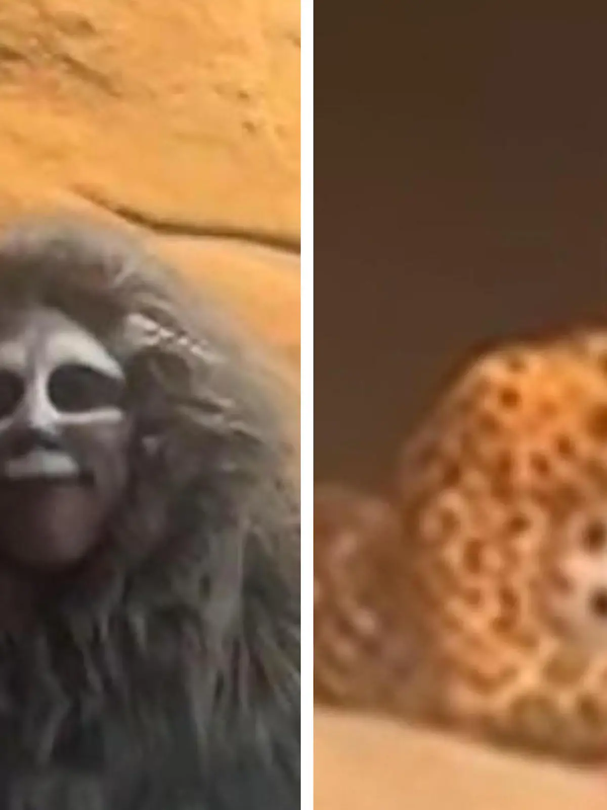 Tourist besucht Zoo – mit Menschen statt Tieren