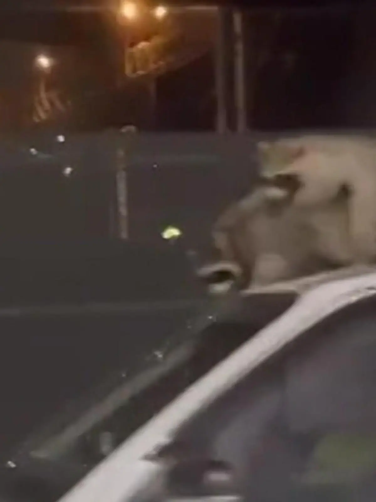 Bild zu: "Waschbären treiben’s auf Taxi"