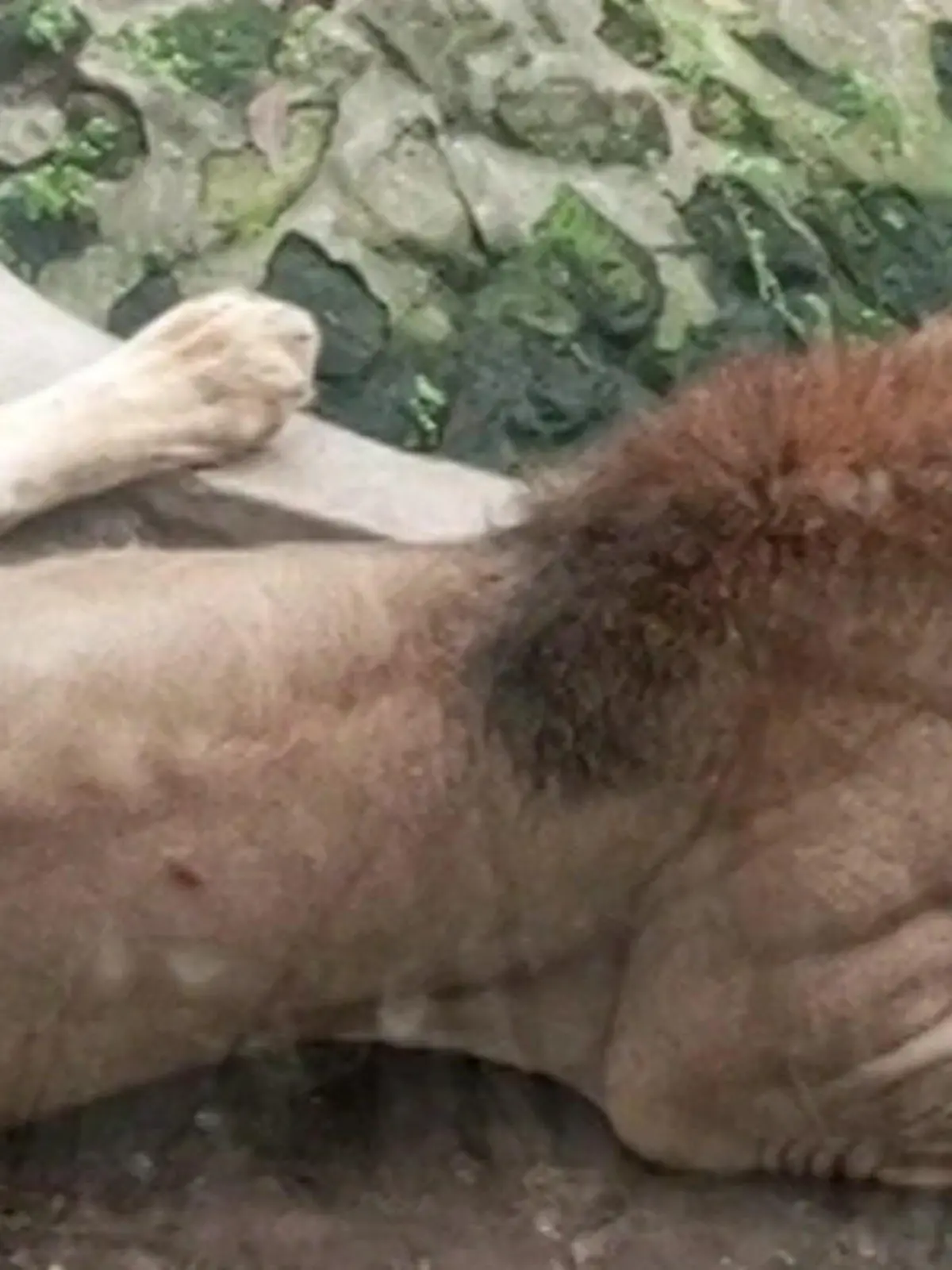 Bild zu: "Löwe abgemagert! Lässt ihn dieser Zoo verhungern?"