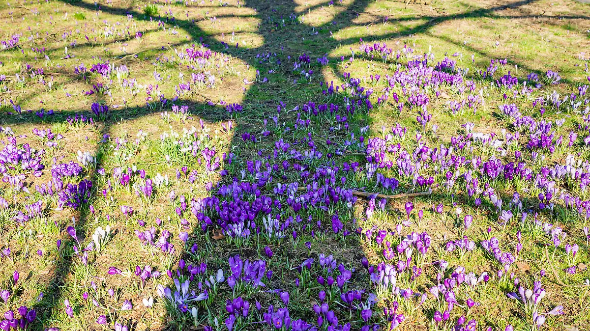 Crocus flowers blooming in meadow in Germany.