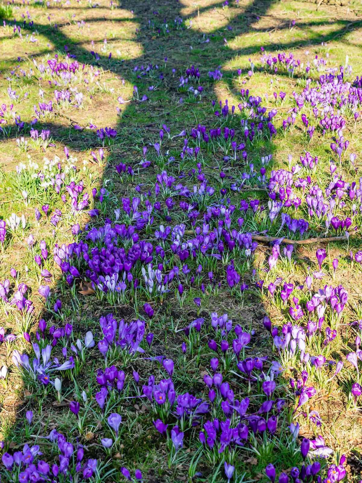 Crocus flowers blooming in meadow in Germany.