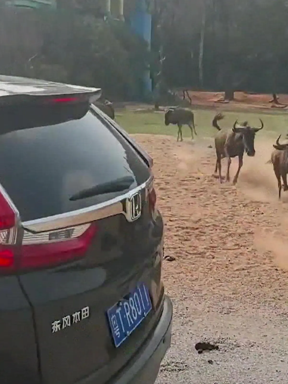Bild zu: "Herden-Panik! Safaribus muss wildgewordenen Gnus ausweichen"
