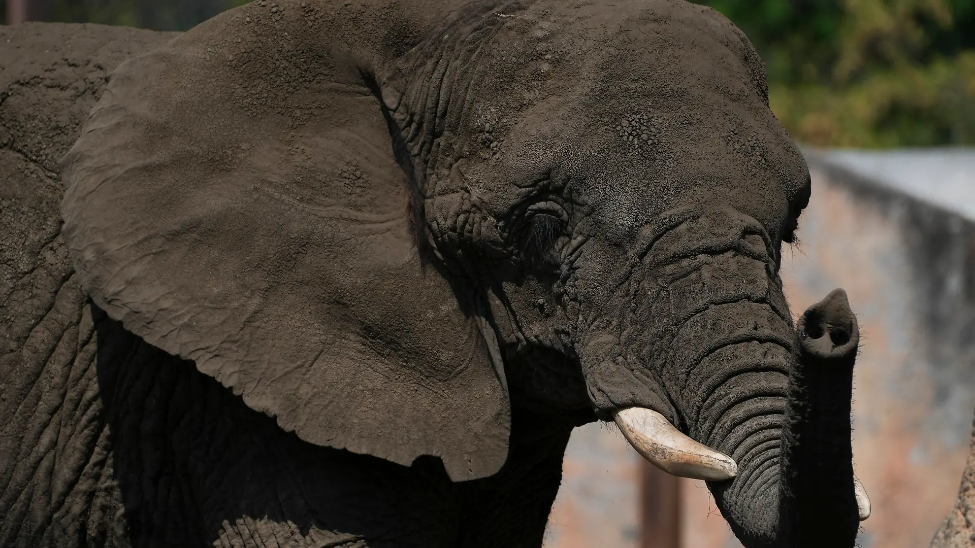 ARCHIV - 21.02.2025, Mexiko, Mexiko-Stadt: Die Elefantin Ely steht in einem Gehege im Zoo San Juan de Aragón in Mexiko-Stadt. (zu dpa: «Mexikos Justiz schützt «traurigste Elefantin der Welt»») Foto: Marco Ugarte/AP/dpa +++ dpa-Bildfunk +++