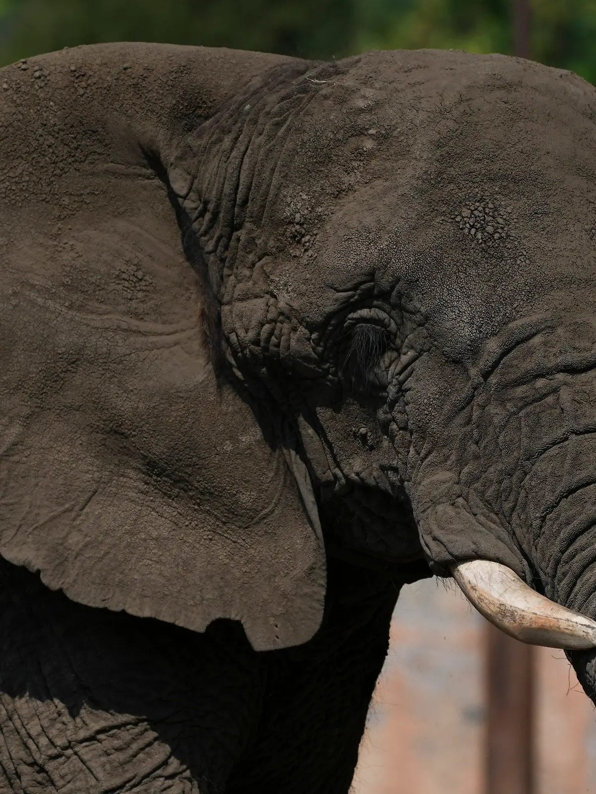 ARCHIV - 21.02.2025, Mexiko, Mexiko-Stadt: Die Elefantin Ely steht in einem Gehege im Zoo San Juan de Aragón in Mexiko-Stadt. (zu dpa: «Mexikos Justiz schützt «traurigste Elefantin der Welt»») Foto: Marco Ugarte/AP/dpa +++ dpa-Bildfunk +++