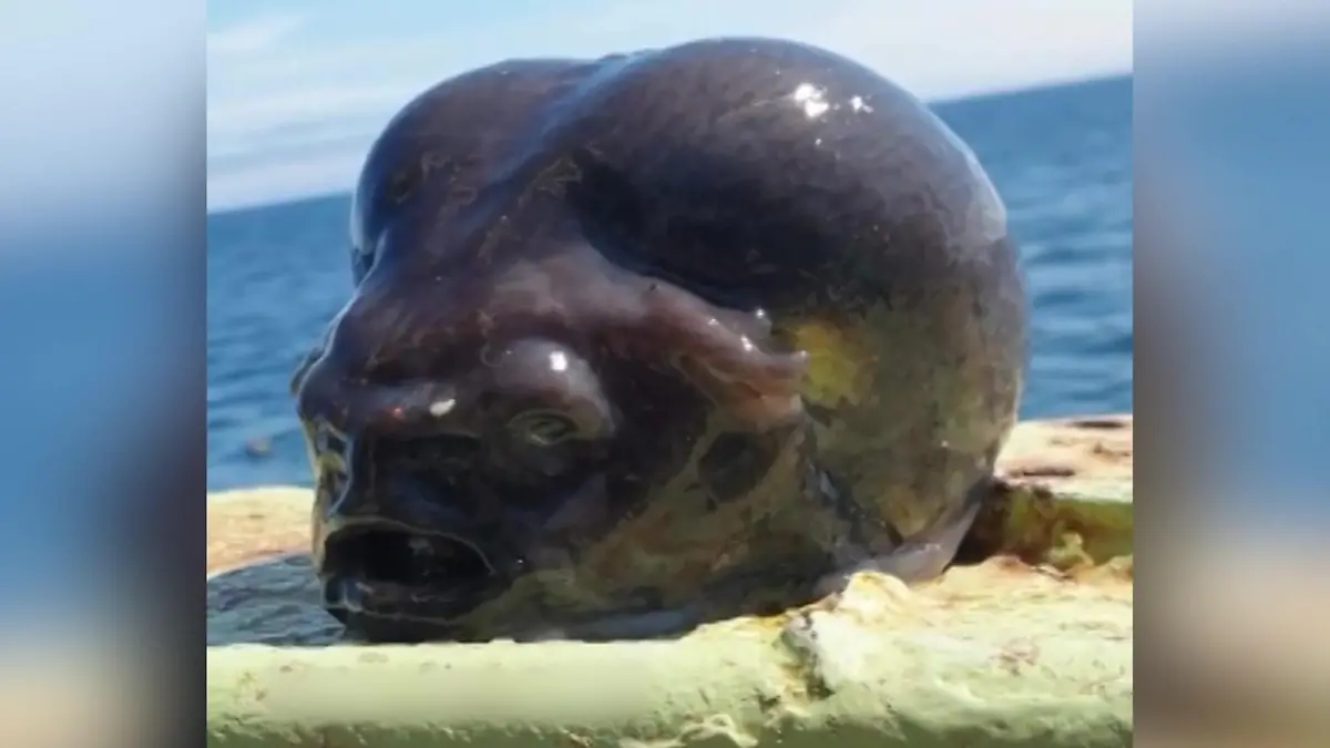 Tiefseefischer angelt gruseligen Alien-Fisch aus Ozean „Das ist zu 100 Prozent ein Außerirdischer“