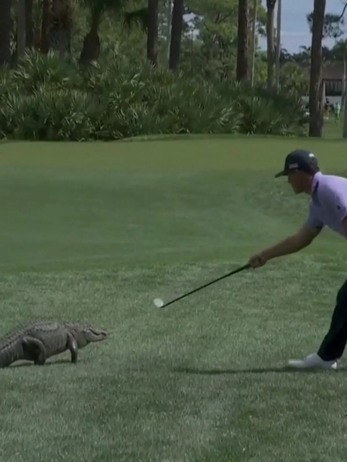 Bild zu: "Furchtloser Golf-Star verjagt Alligator vom Platz"