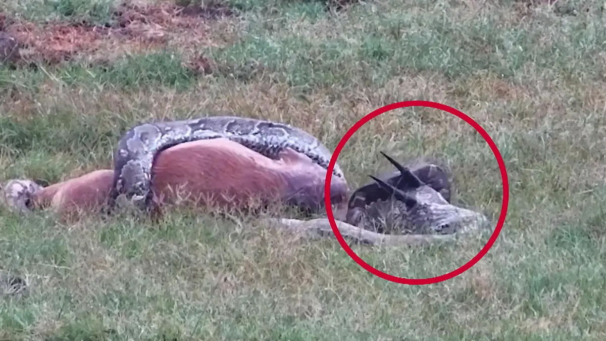 Bild zu: "Warum die Schlange die Antilope besser nicht gefressen hätte"