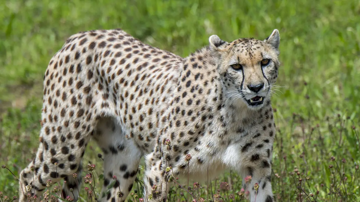Der asiatische Gepard ist vom Aussterben bedroht.