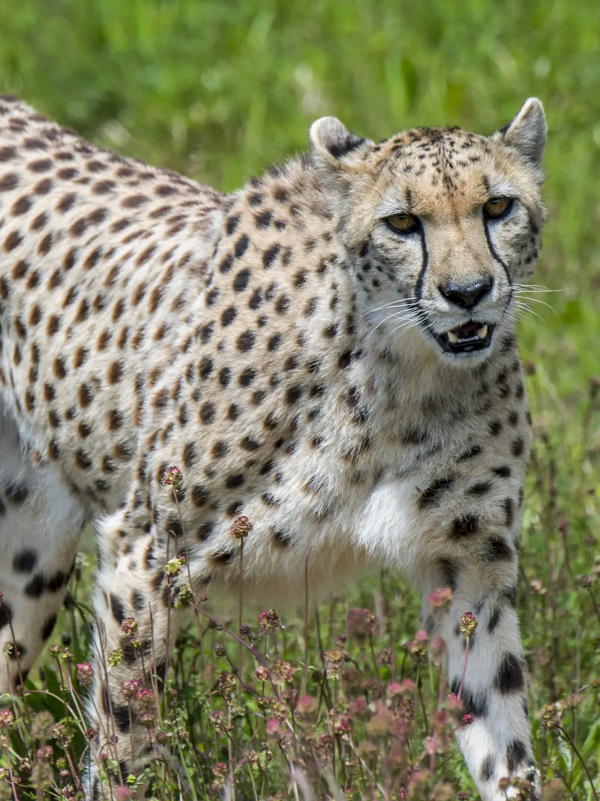 Der asiatische Gepard ist vom Aussterben bedroht.