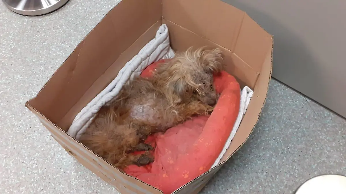 Teddy wurde ausgesetzt und hatte leider keine Chance mehr – sein Zustand war so schlecht, dass er von seinen Leiden erlöst werden musste.