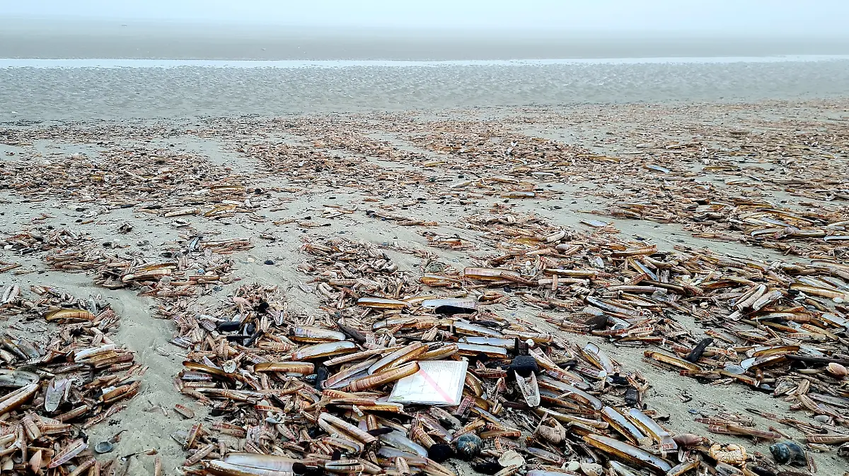 Fundort_Juist Quelle Tim Köhler.jpg