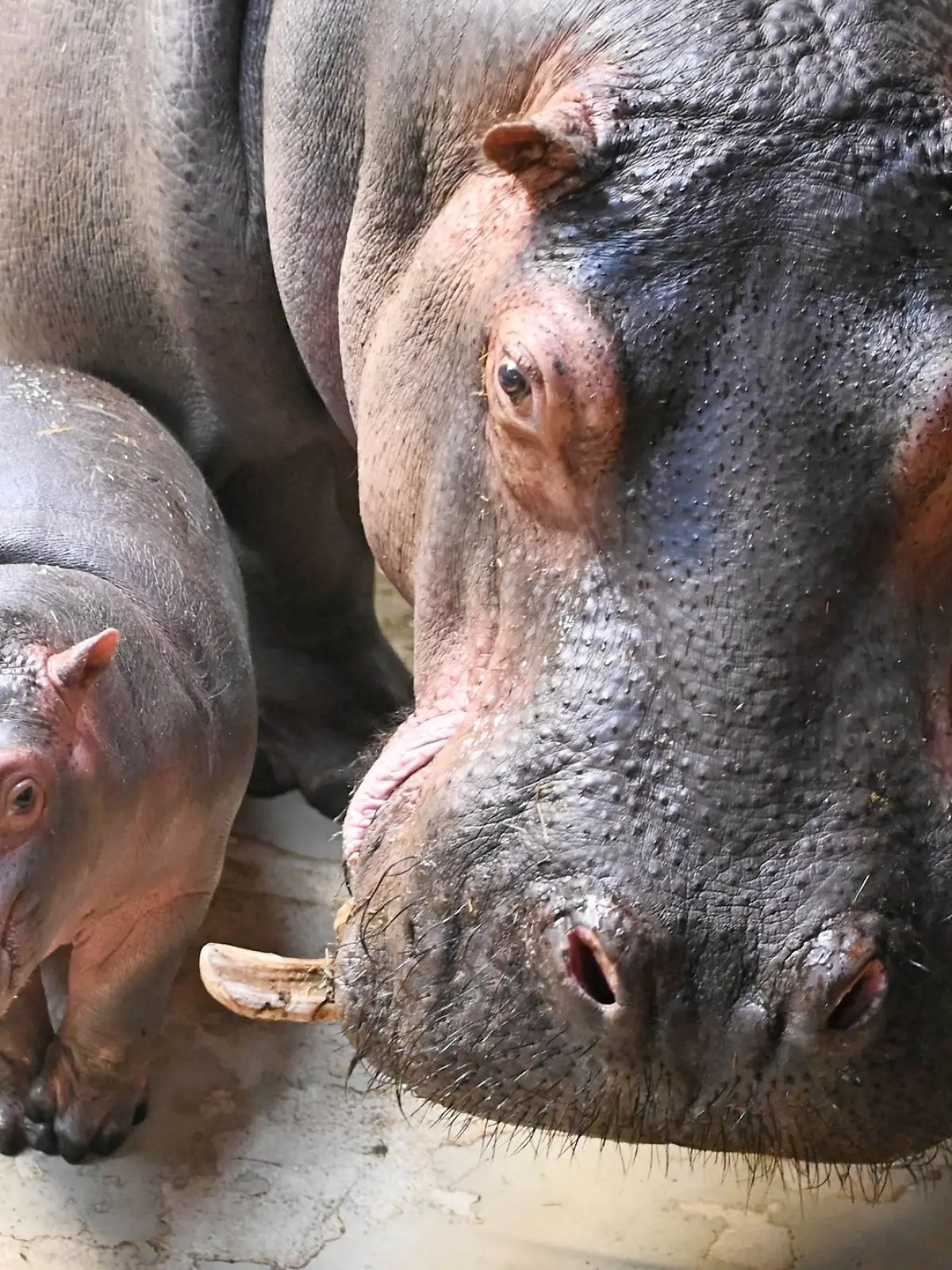 Bild zu: "Zwillingswunder im Zoo! Doch nur ein Mini-Hippo überlebt "