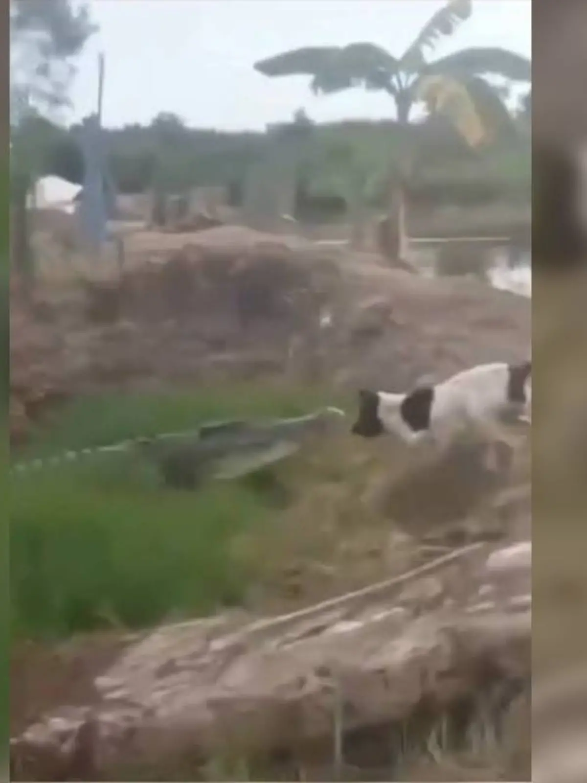 Bild zu: "Dieser Biss ist lebensgefährlich! Kleiner Hund legt sich mit Riesen-Reptil an"