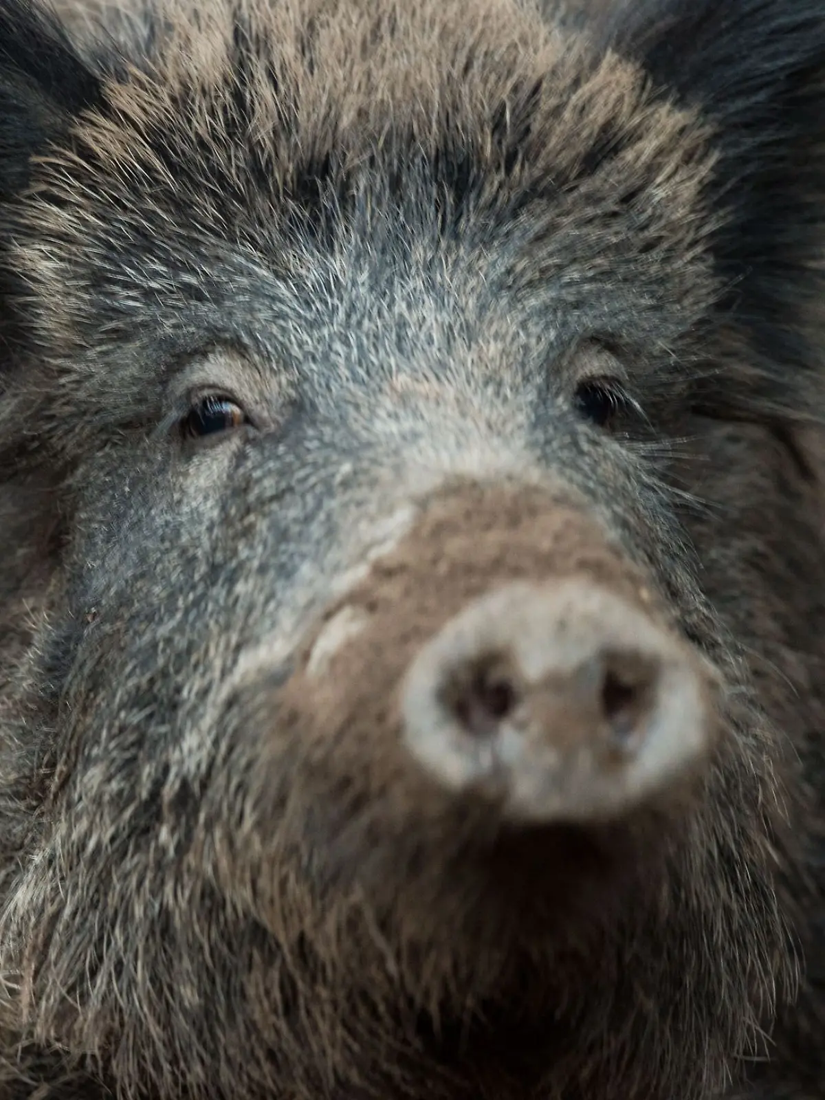 Bild zu: "Aggressives Wildschwein geht auf Menschen los"