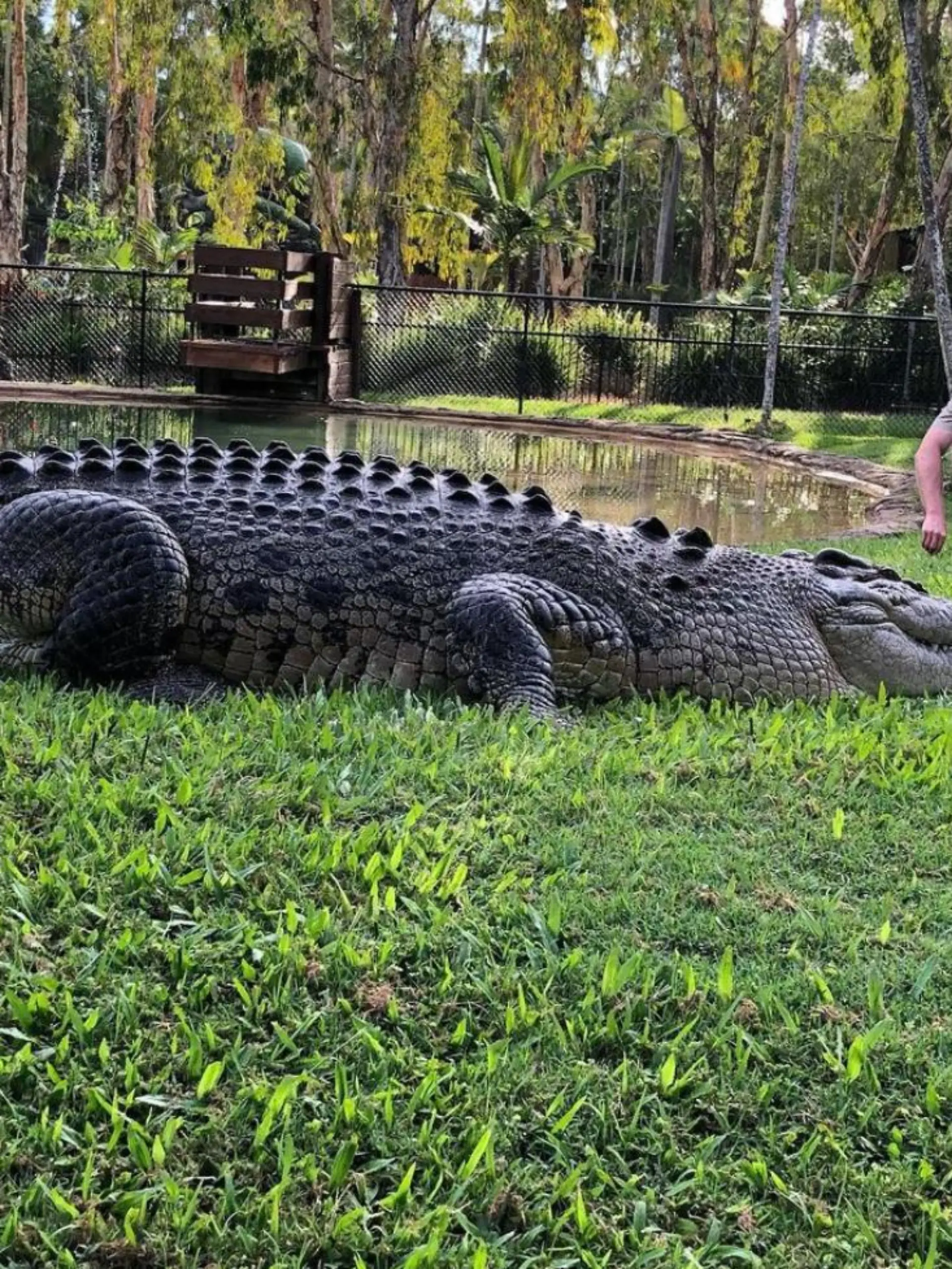 Mick Schumacher postete dieses Kroko-Bild aus Australien.
