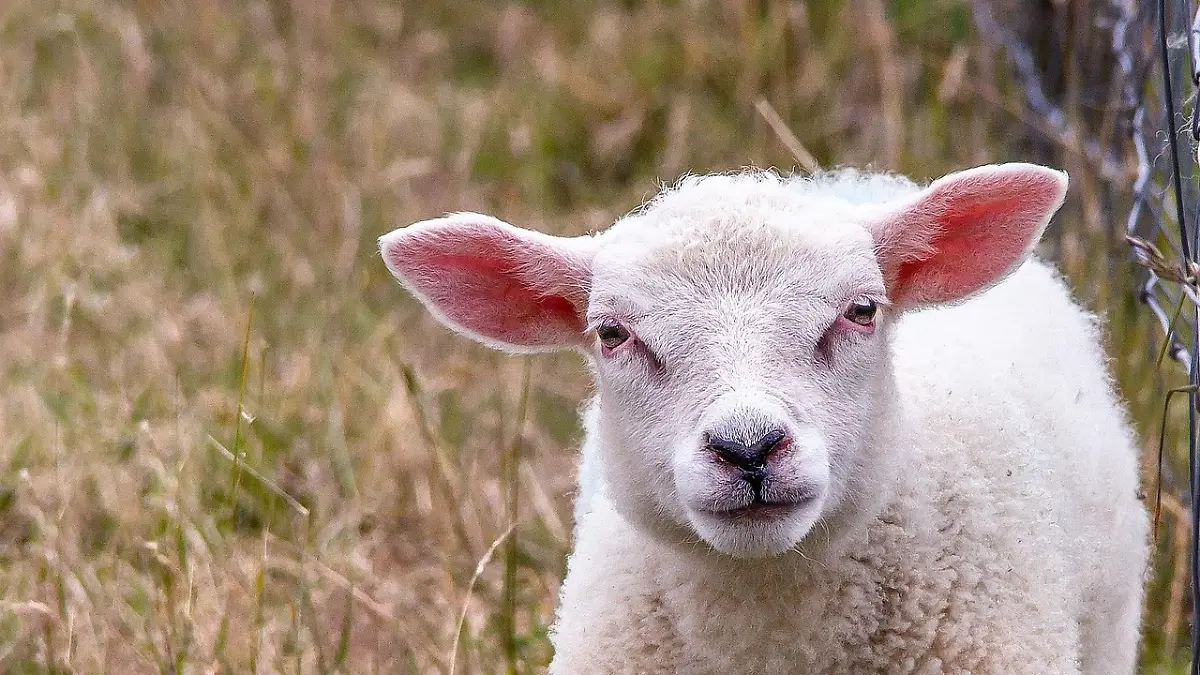 sheep-1508625_1280.jpg