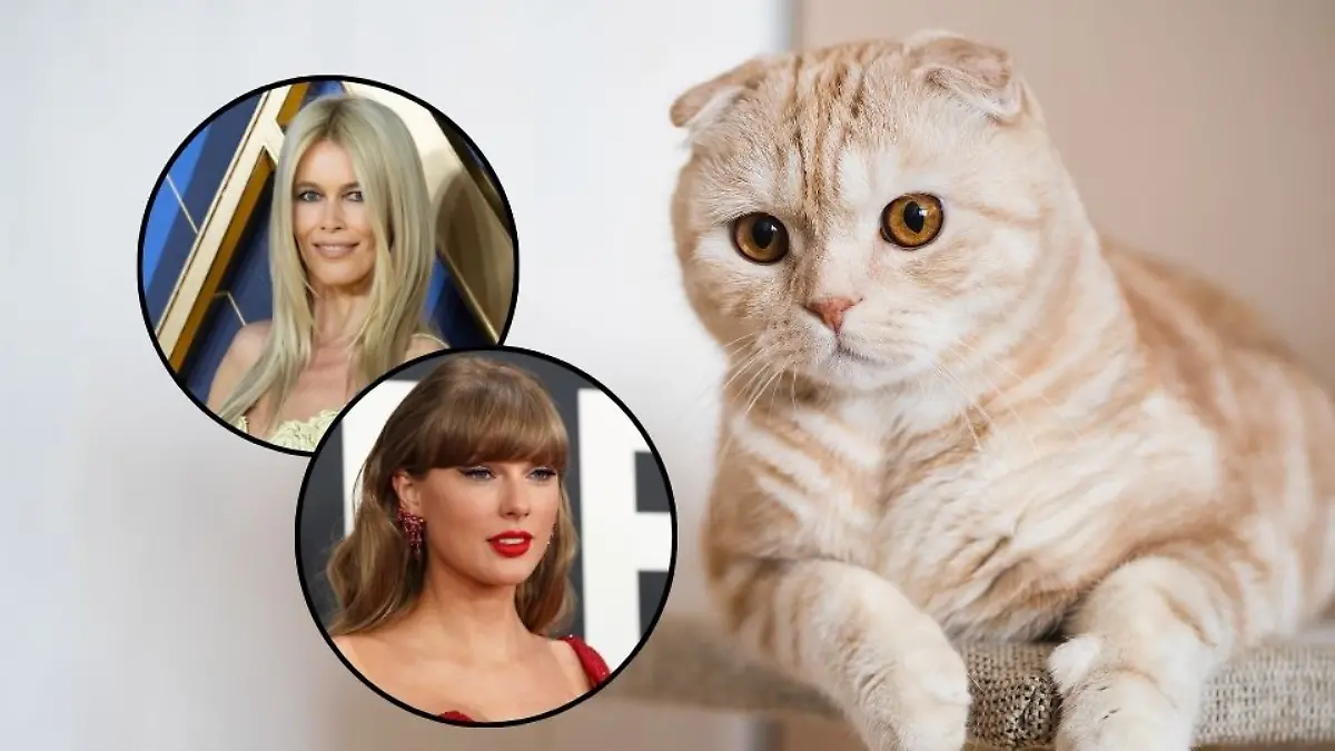 Taylor Swift und Claudia Schiffer lieben ihre „Scottish Fold”-Katzen, die jedoch als Qualzucht gelten.