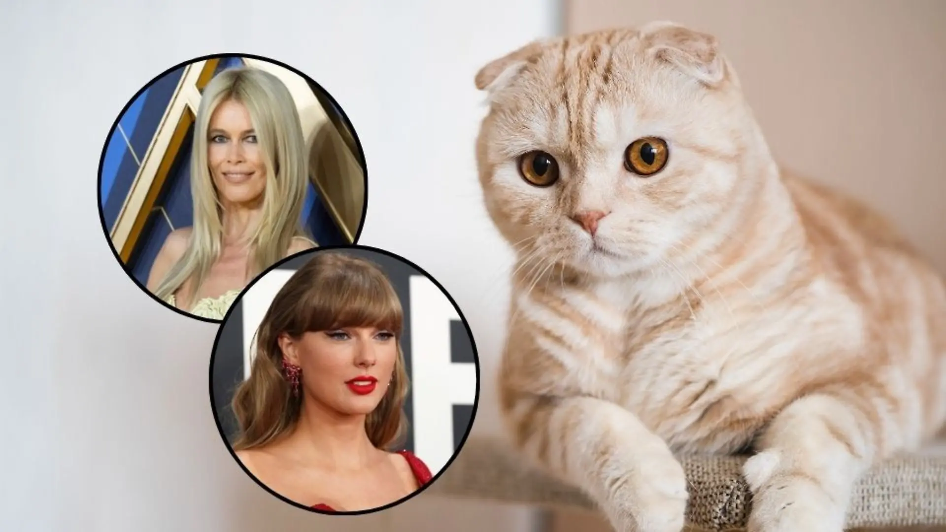 Taylor Swift und Claudia Schiffer lieben ihre „Scottish Fold”-Katzen, die jedoch als Qualzucht gelten.