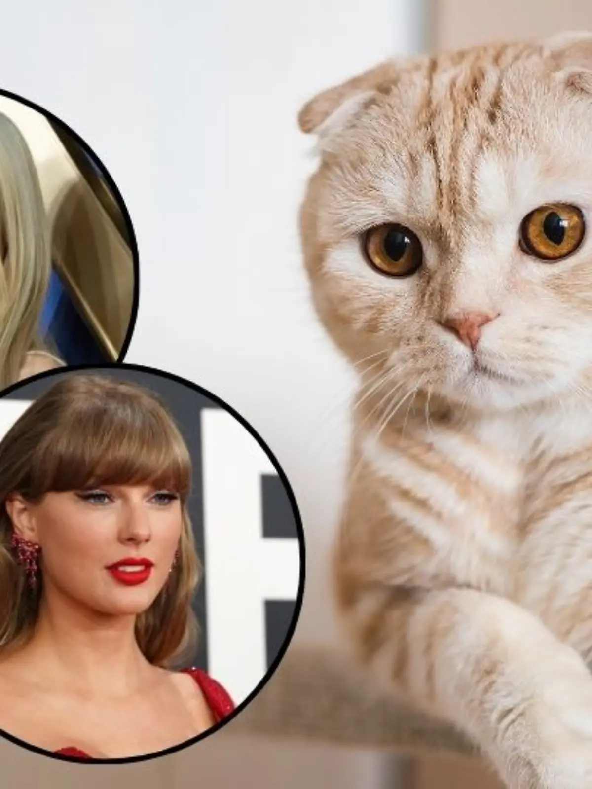 Taylor Swift und Claudia Schiffer lieben ihre „Scottish Fold”-Katzen, die jedoch als Qualzucht gelten.