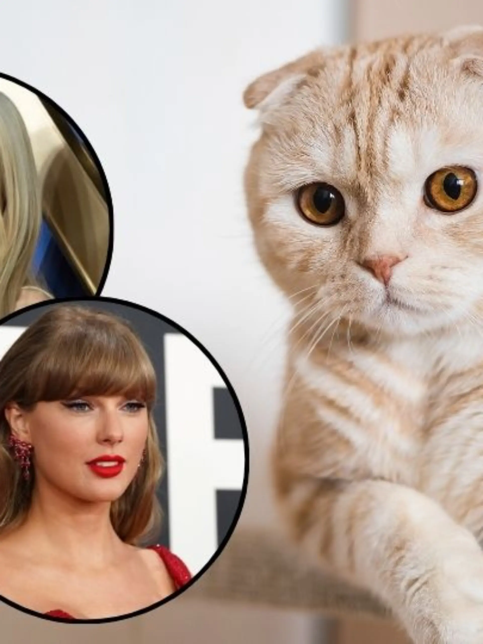 Taylor Swift und Claudia Schiffer lieben ihre „Scottish Fold”-Katzen, die jedoch als Qualzucht gelten.