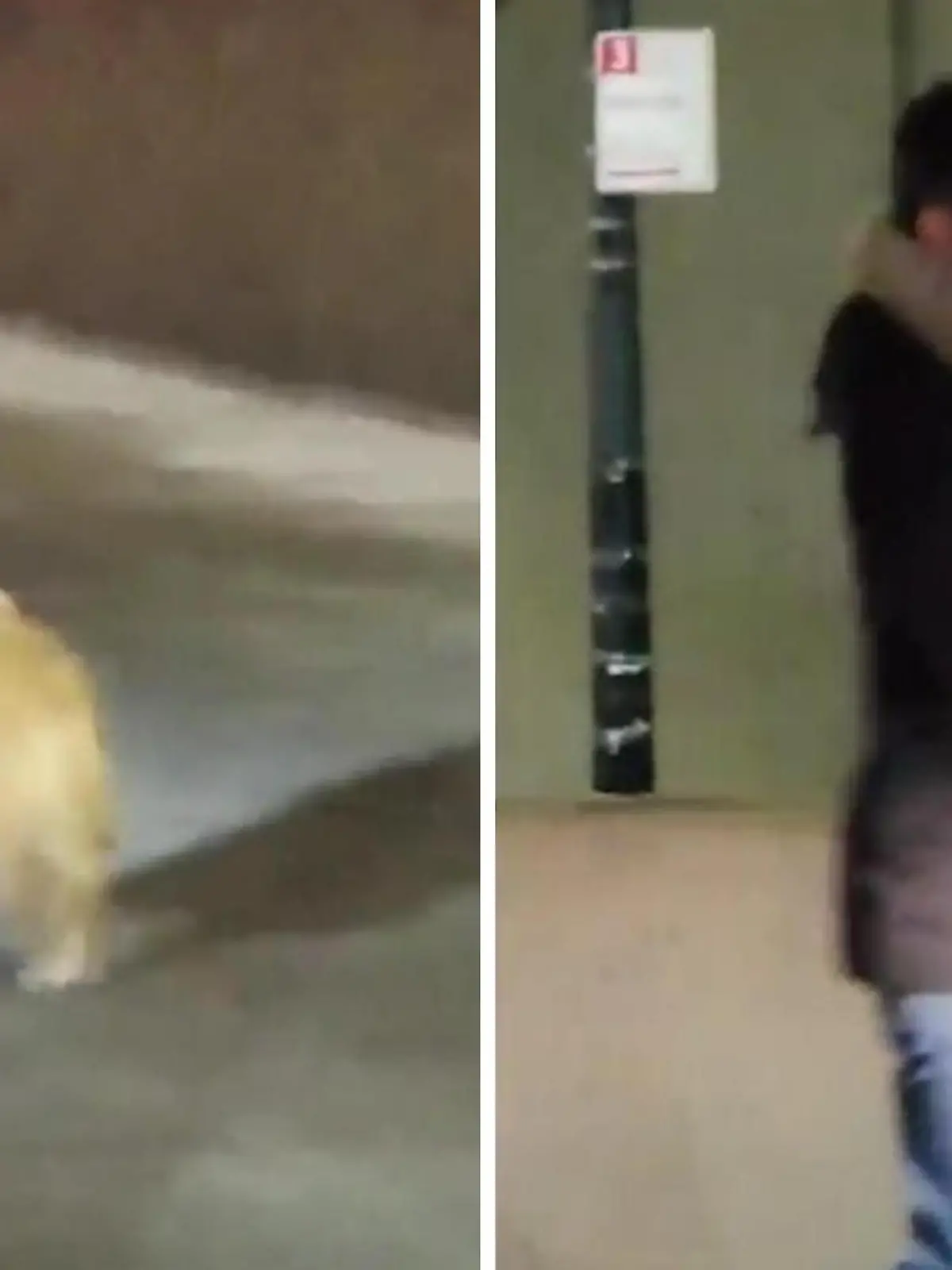 Mitten auf dem Highway macht sich ein kleiner Hund selbstständig. Der Besitzer steigt sofort aus dem Auto aus und rennt seinem geliebten Vierbeiner hinterher. Waghalsig versucht er die fahrenden Autos zu stoppen, aber er hat keine Chance. Der Kleine ist viel zu schnell unterwegs. Glücklicherweise kann ein anderer Autofahrer helfen.