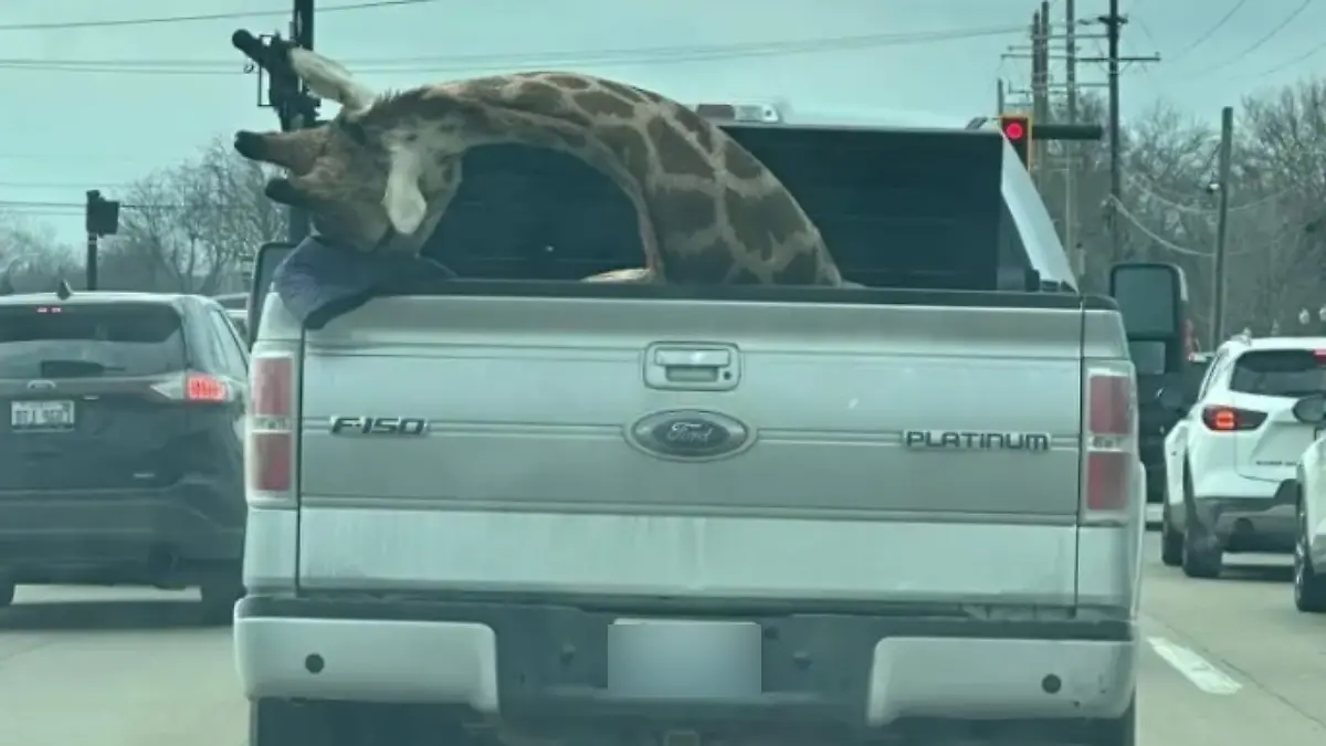 Autofahrer dürften sich auf der viel befahrenen Straße in Michigan (USA) ungläubig die Augen gerieben haben: Auf der Ladefläche eines Pickups sahen sie deutlich den lebensgroßen Kopf einer scheinbar toten Giraffe, wie er schlaff zur Seite hing.
