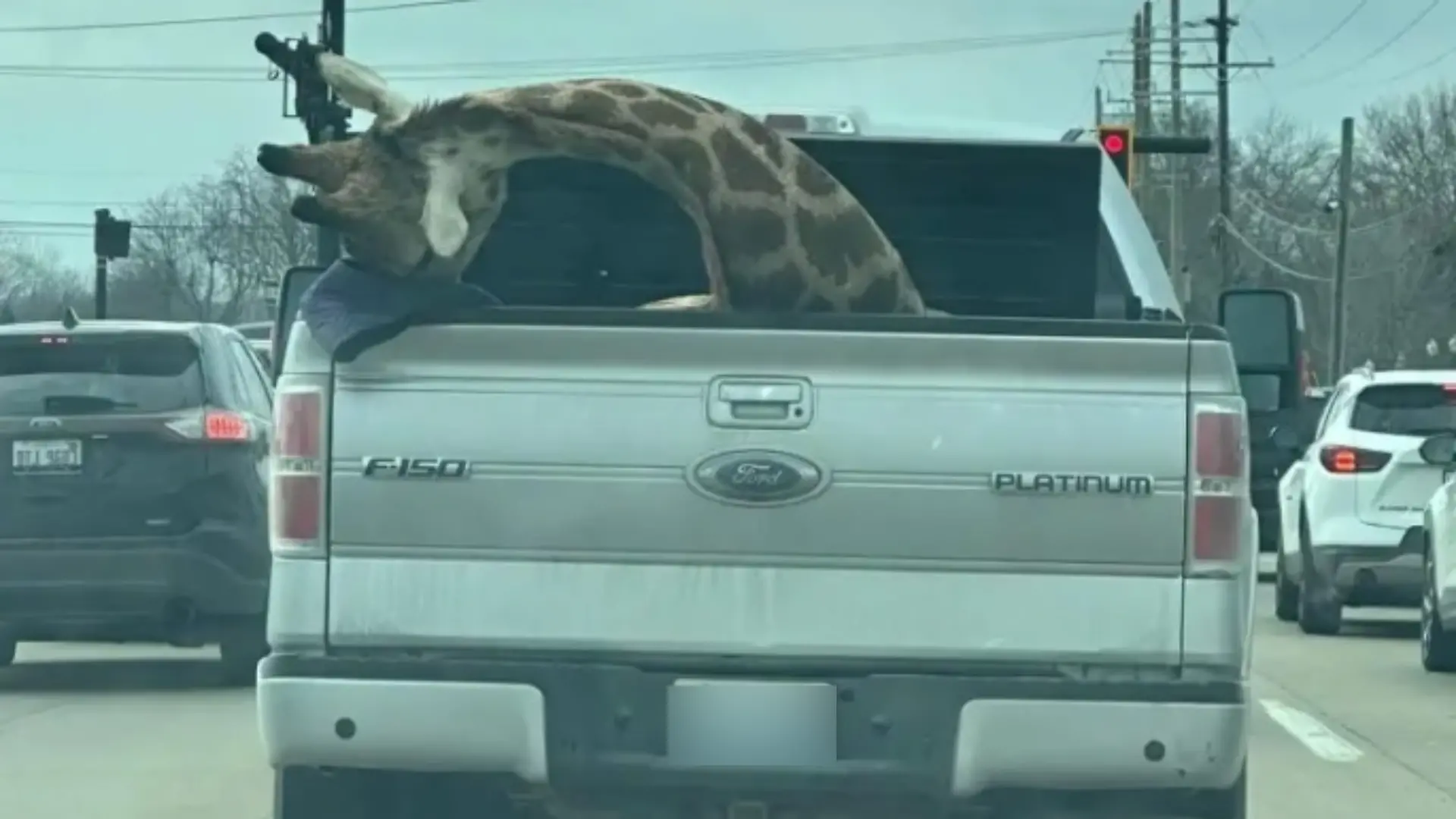 Autofahrer dürften sich auf der viel befahrenen Straße in Michigan (USA) ungläubig die Augen gerieben haben: Auf der Ladefläche eines Pickups sahen sie deutlich den lebensgroßen Kopf einer scheinbar toten Giraffe, wie er schlaff zur Seite hing.