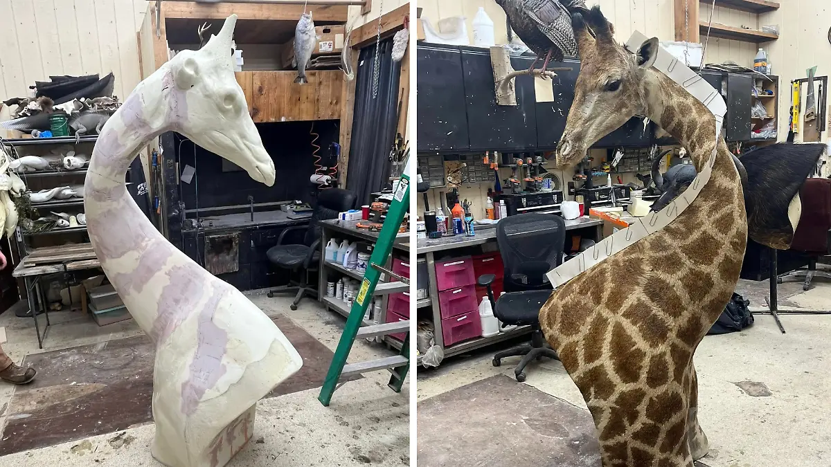 Darren Wehner, ein Tierpräparator und Großwildjäger, meldete sich und stellte die Sache richtig. Er gab an: Ein Museum habe ihm den Auftrag erteilt, die in einem Zoo eines natürlichen Alters gestorbene Giraffe zu konservieren. Dazu postete er Bilder seiner Arbeit.