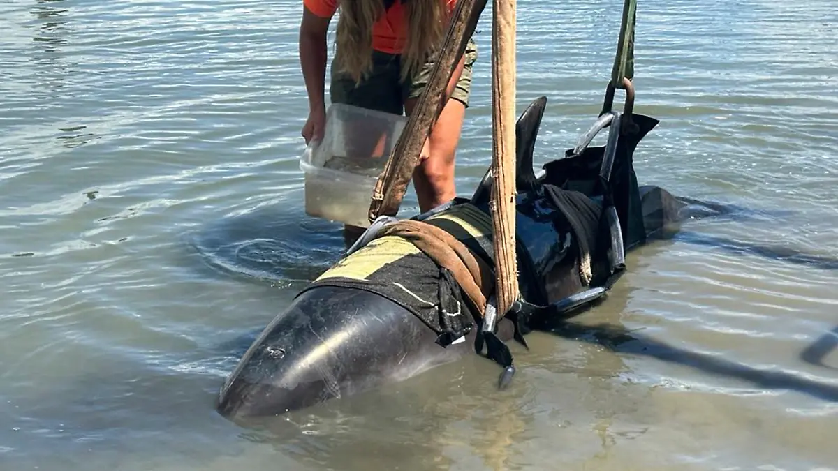 In this photo provided by the New Zealand Department of Conservation a dolphin is tended to at Waitangi, New Zealand, after it was removed from a fishing boat that the dolphin had jumped into on Feb. 28, 2025. (Department of Conservation via AP)