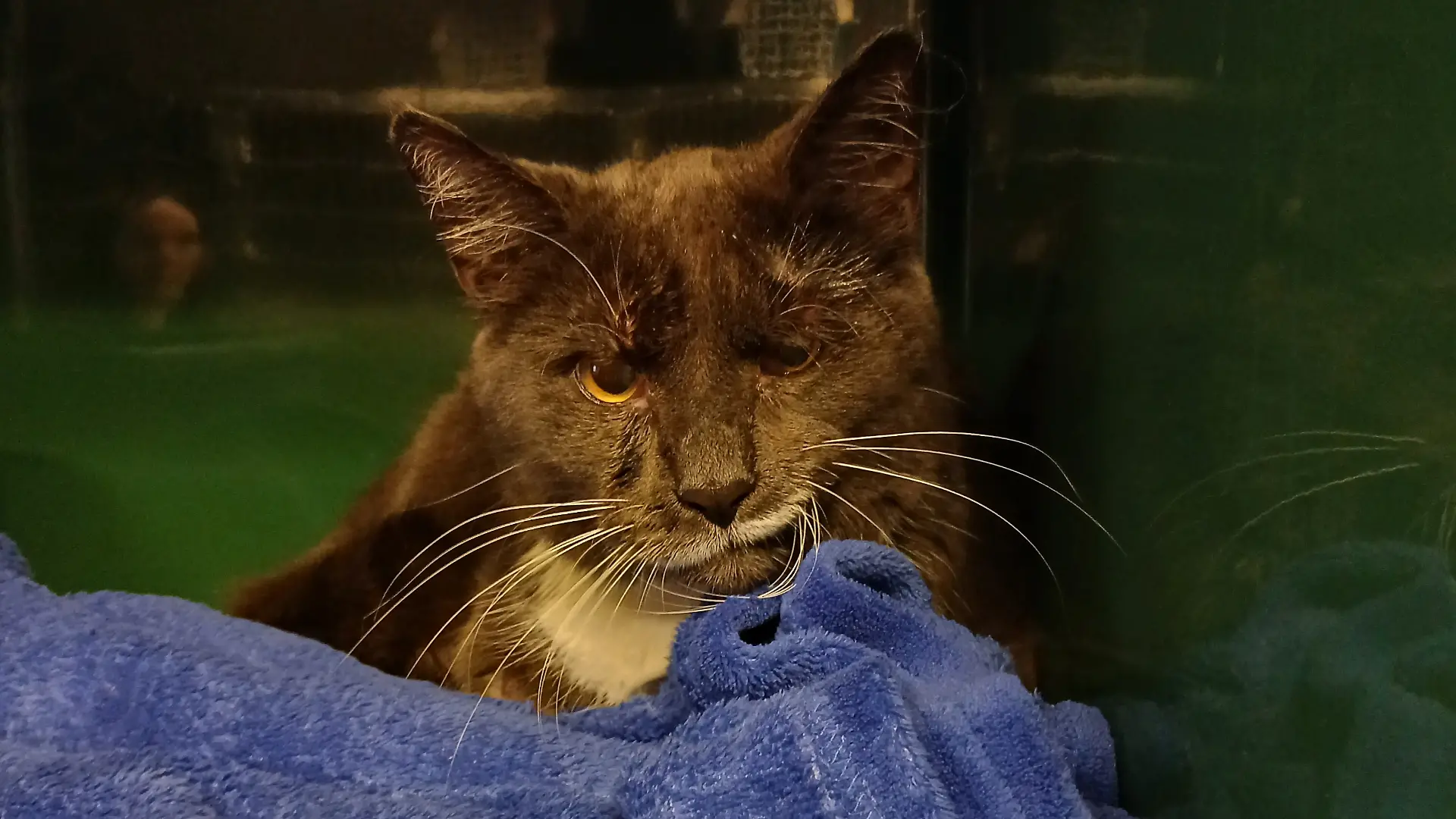 Kater Grisu ist gestorben
