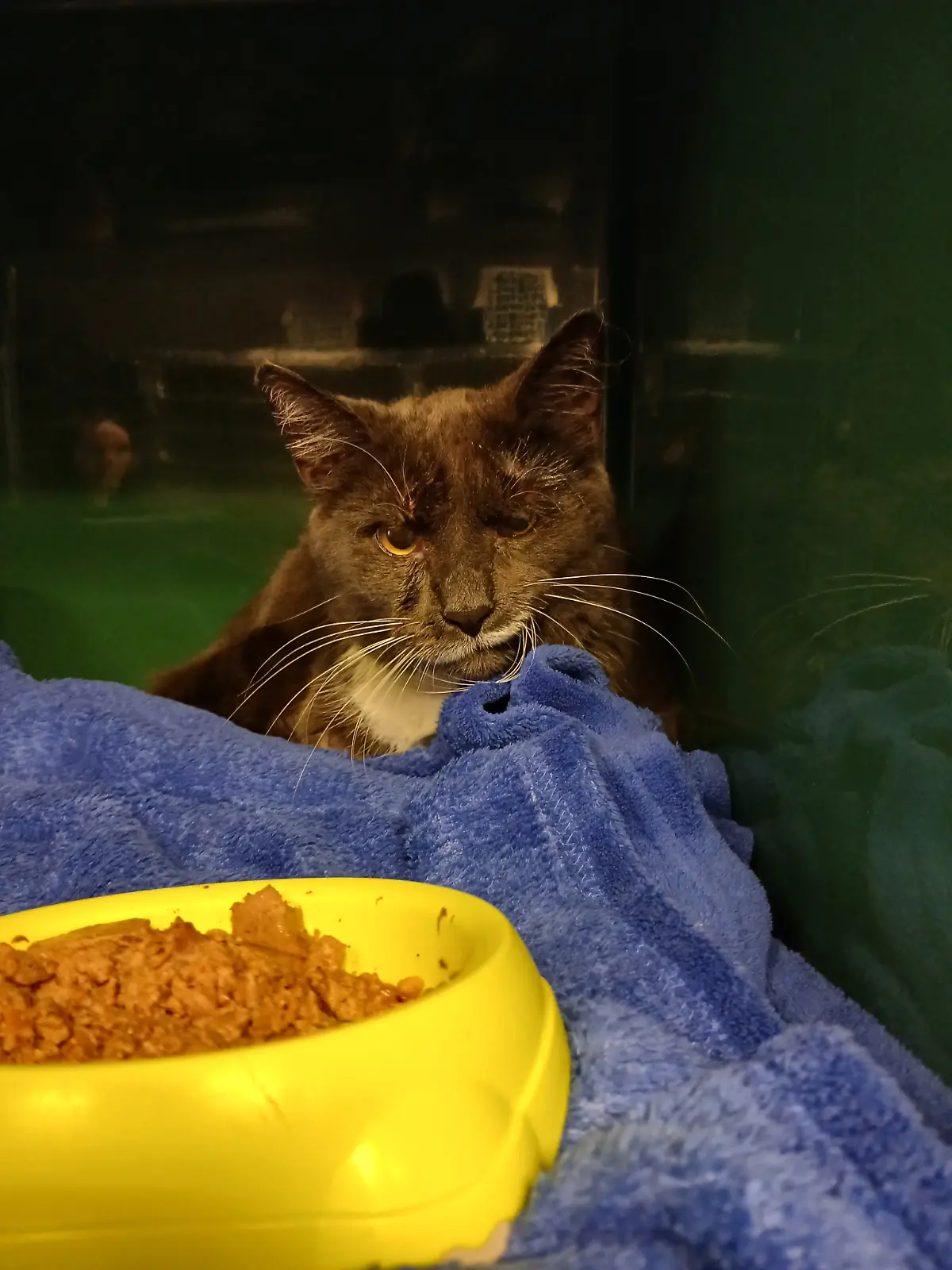 Bild zu: "Gequälter Kater Grisu ist tot"