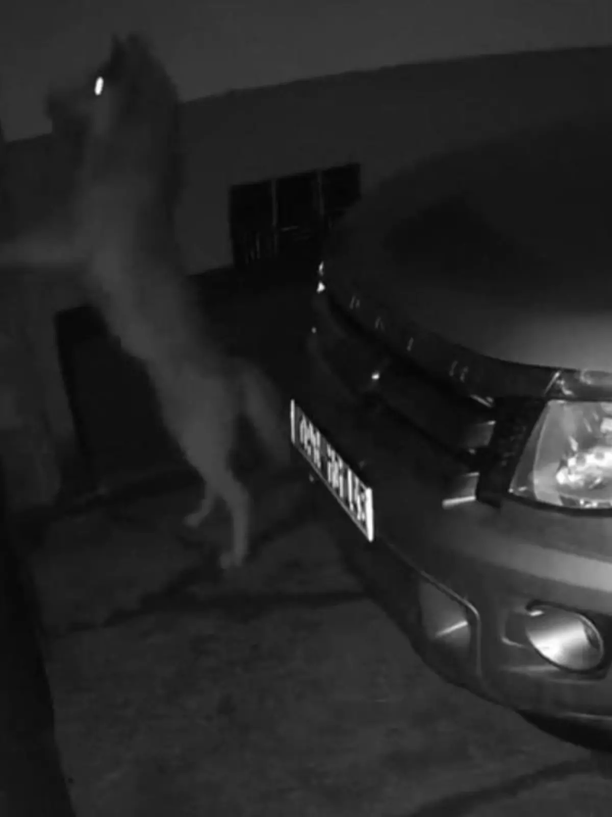 Bild zu: "Mitten im Wohngebiet − Wolf will über Hoftor springen! "