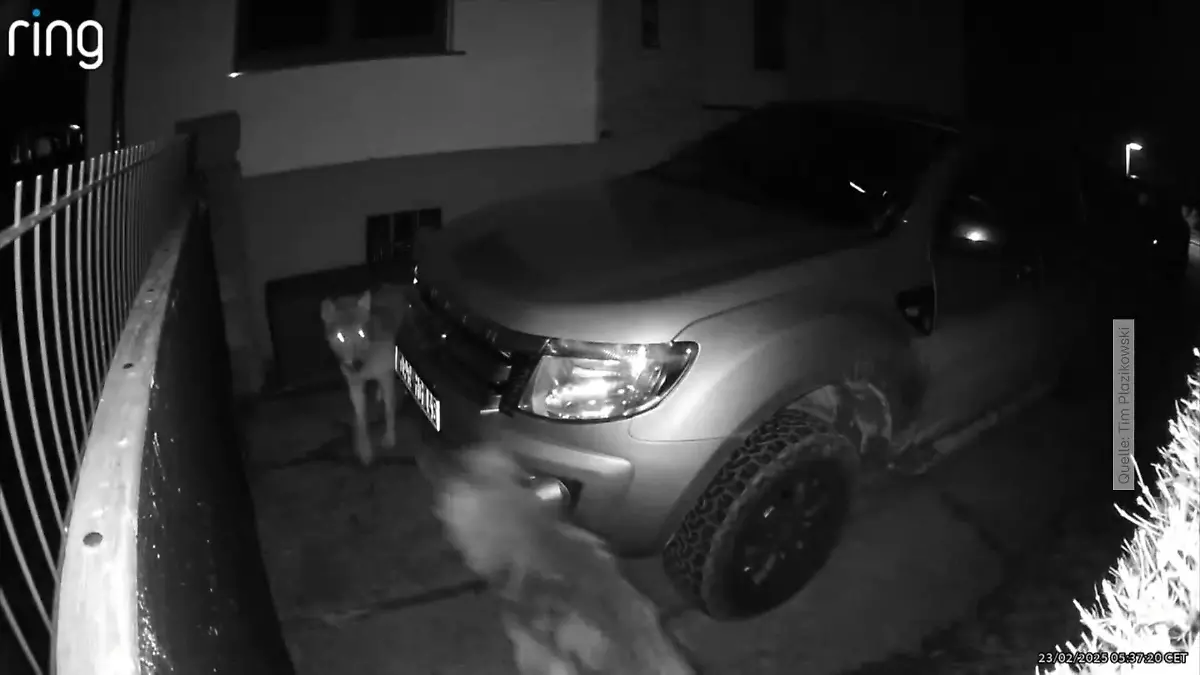 Wölfe schleichen in Einfahrt herum Anwohner in Angst