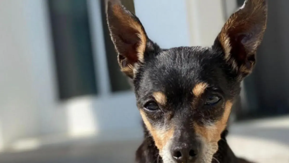 In der Grammy-Nacht verstorben: Carrie Underwood trauert um ihren geliebten Hund