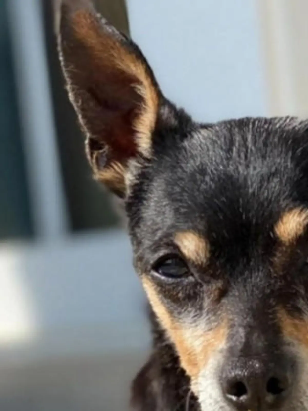 In der Grammy-Nacht verstorben: Carrie Underwood trauert um ihren geliebten Hund