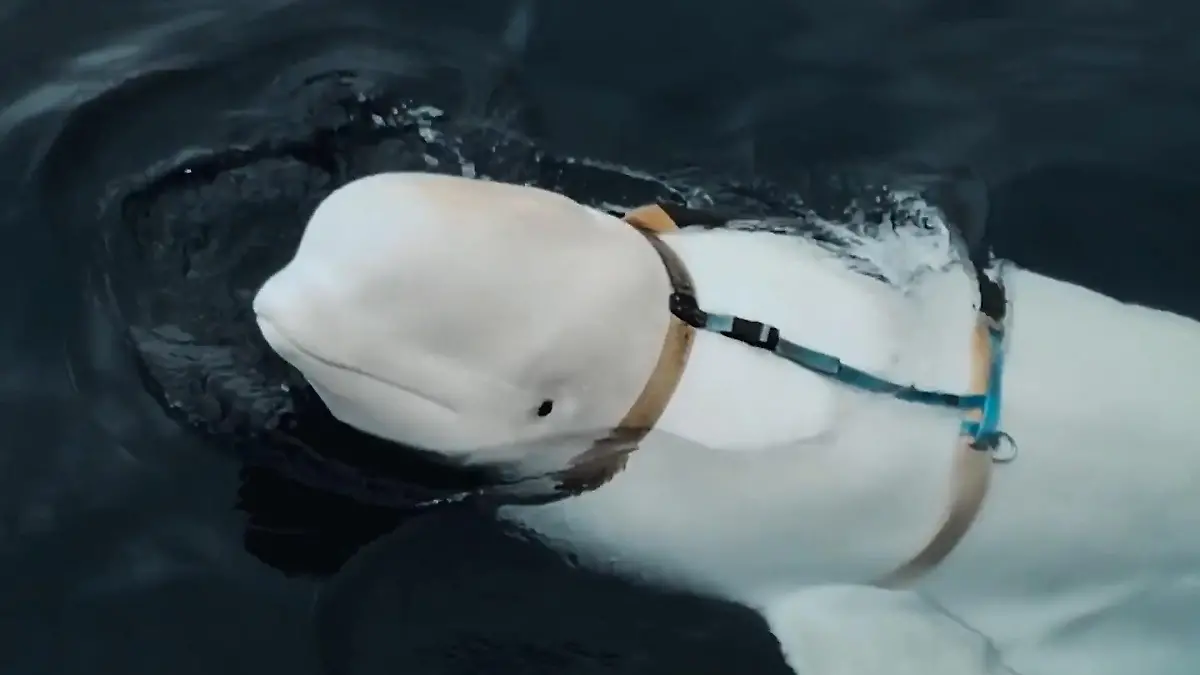 Hvaldimir - der Spionage-Wal LOOP Loop Video