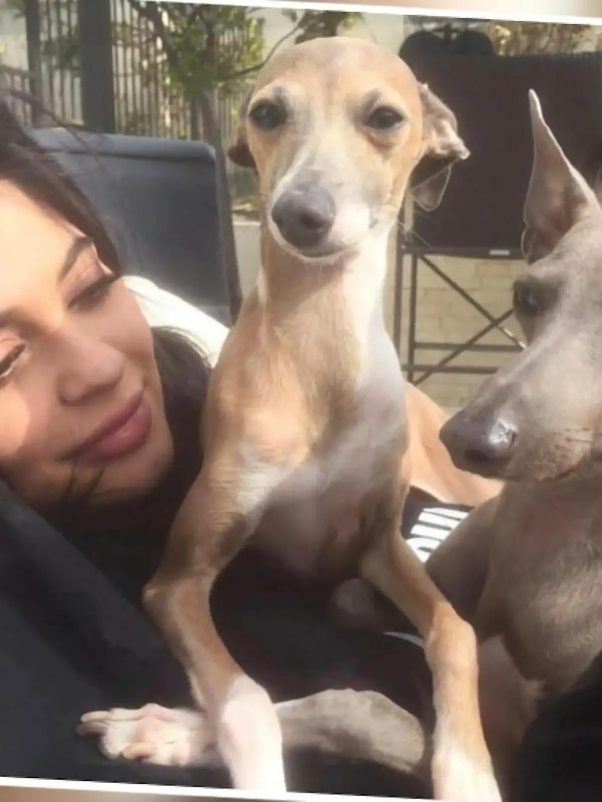 Bild zu: "Diese Tiere verdienen fast so viel wie ihre Promi-Frauchen"