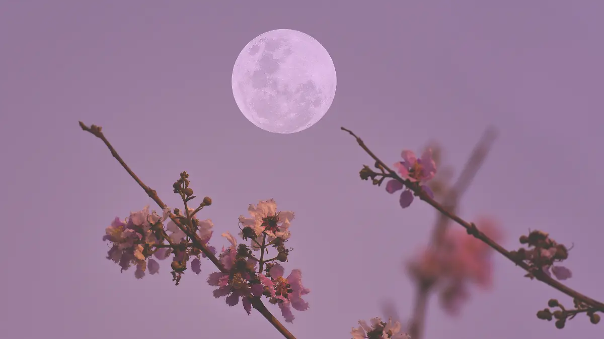 Ein Vollmond mit einem Blumenzweig.