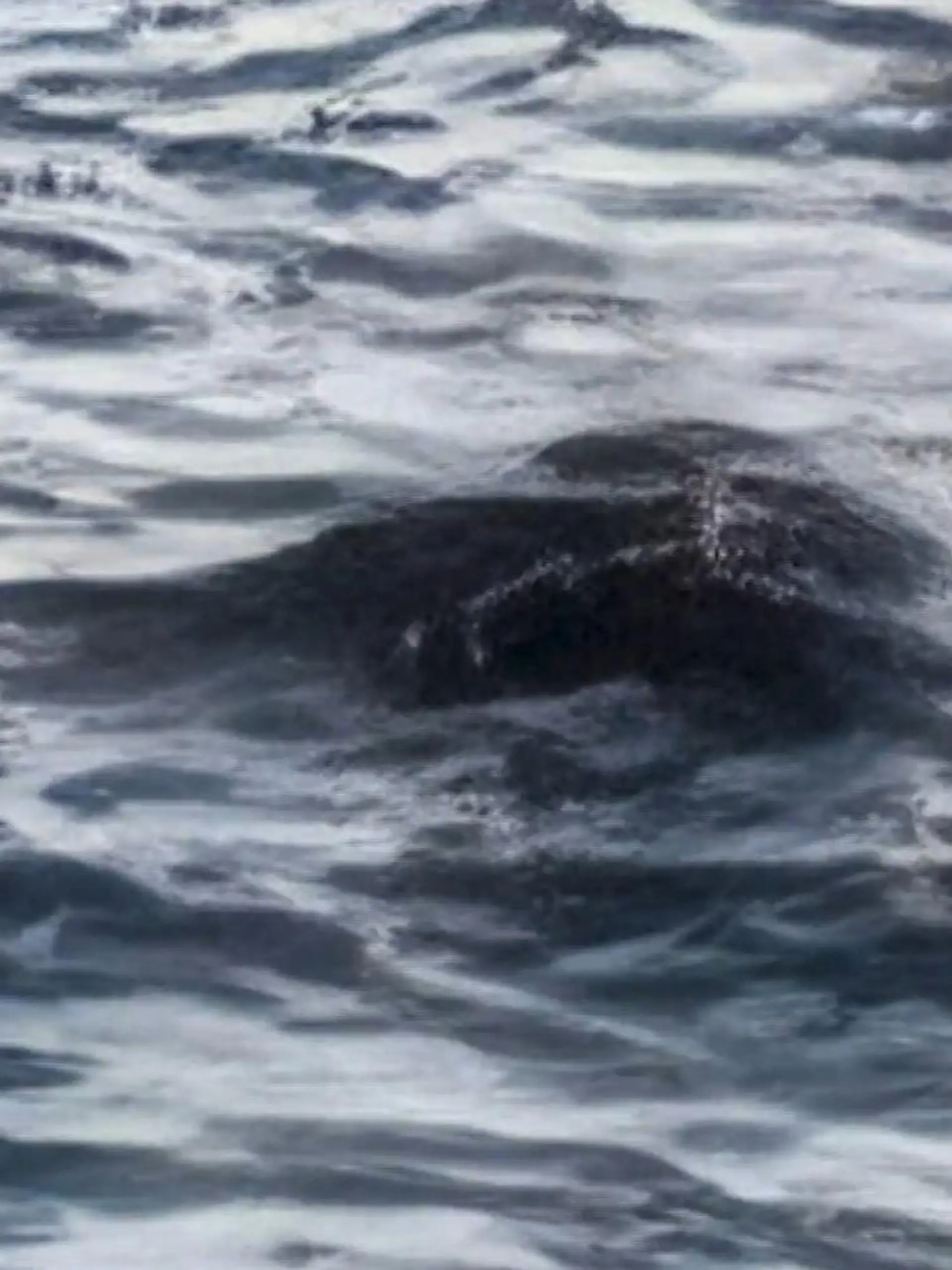 Zeigt dieses Bild etwas Nessie, das berühmte Seeungeheuer aus dem Loch Ness?