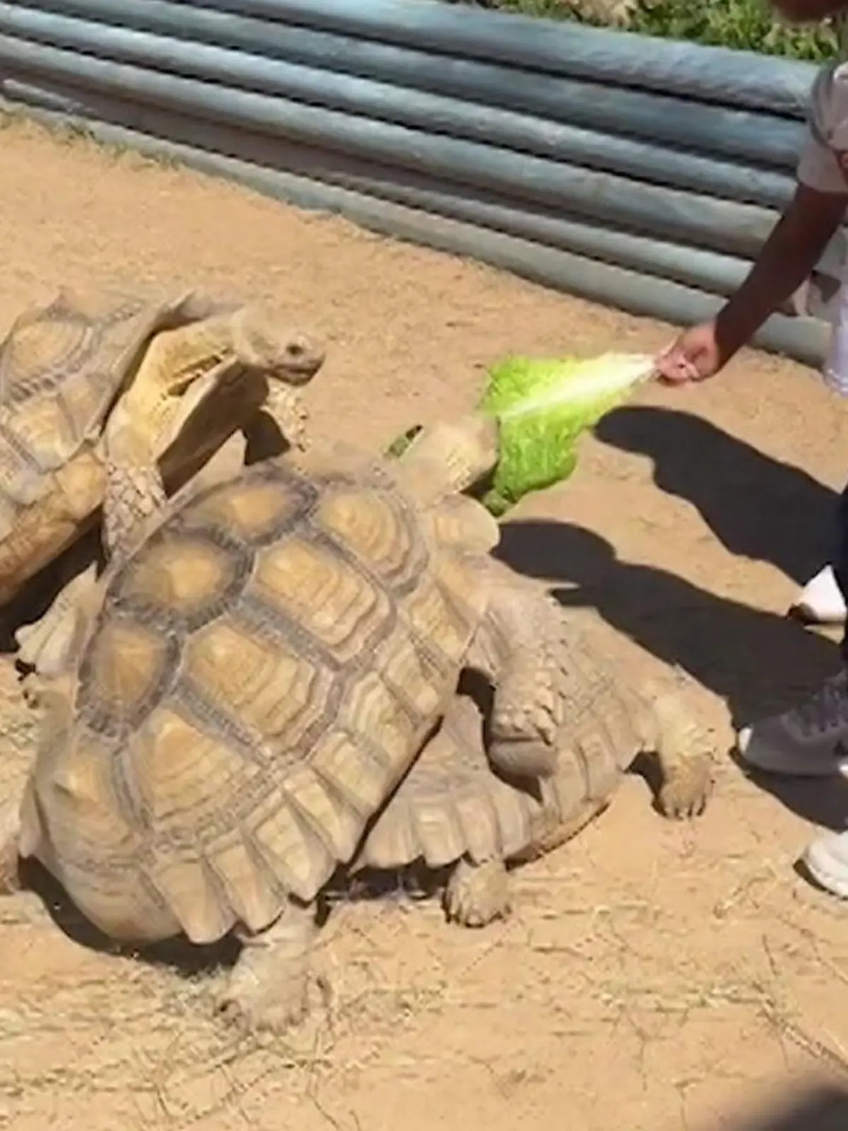 Bild zu: "Swinger-Party im Streichelzoo – Sex-Schildkröten poppen bis der Panzer wackelt"