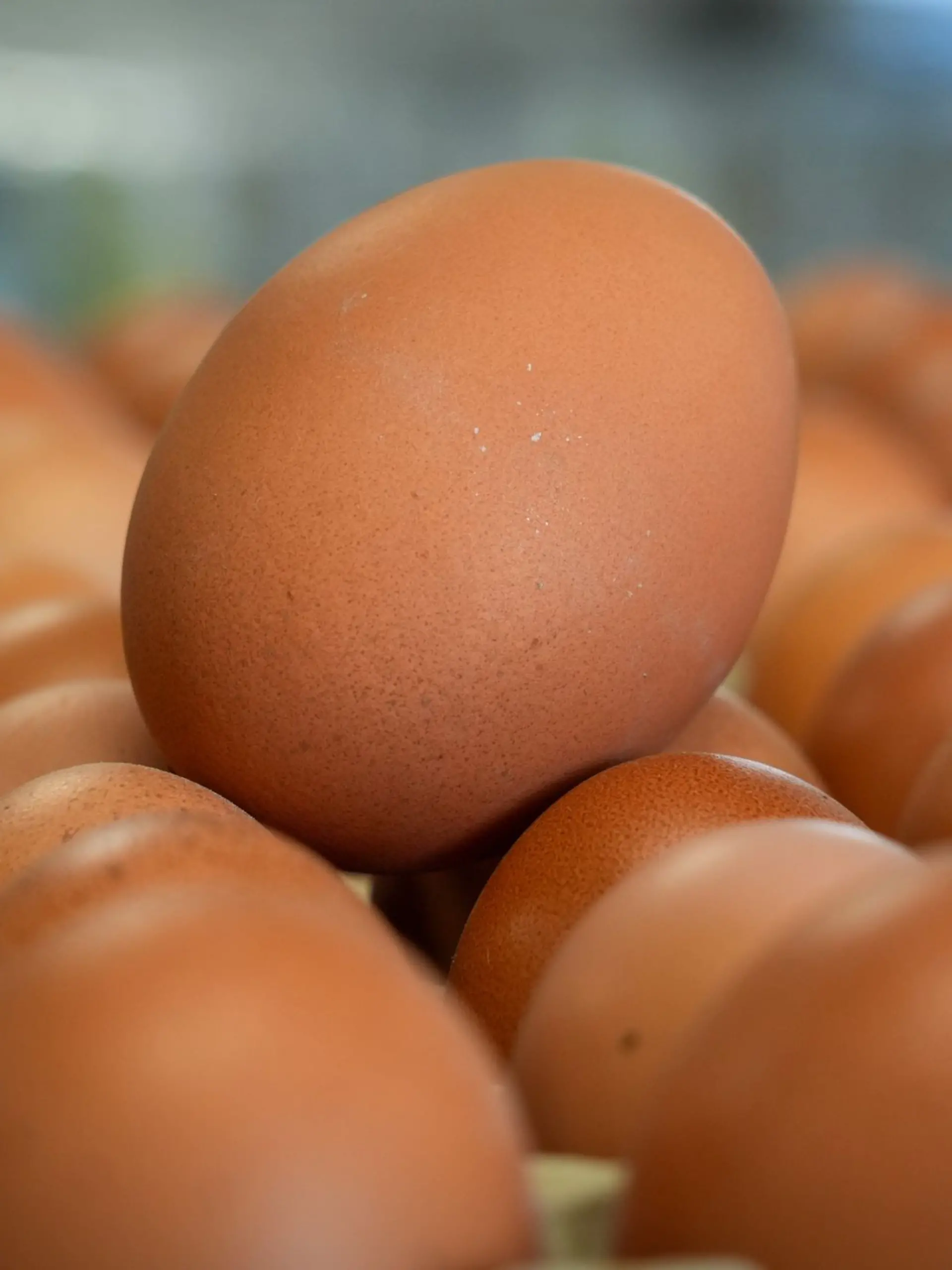 Bild zu: "Bäckerei-Streit endet in wilder Eierschlacht"