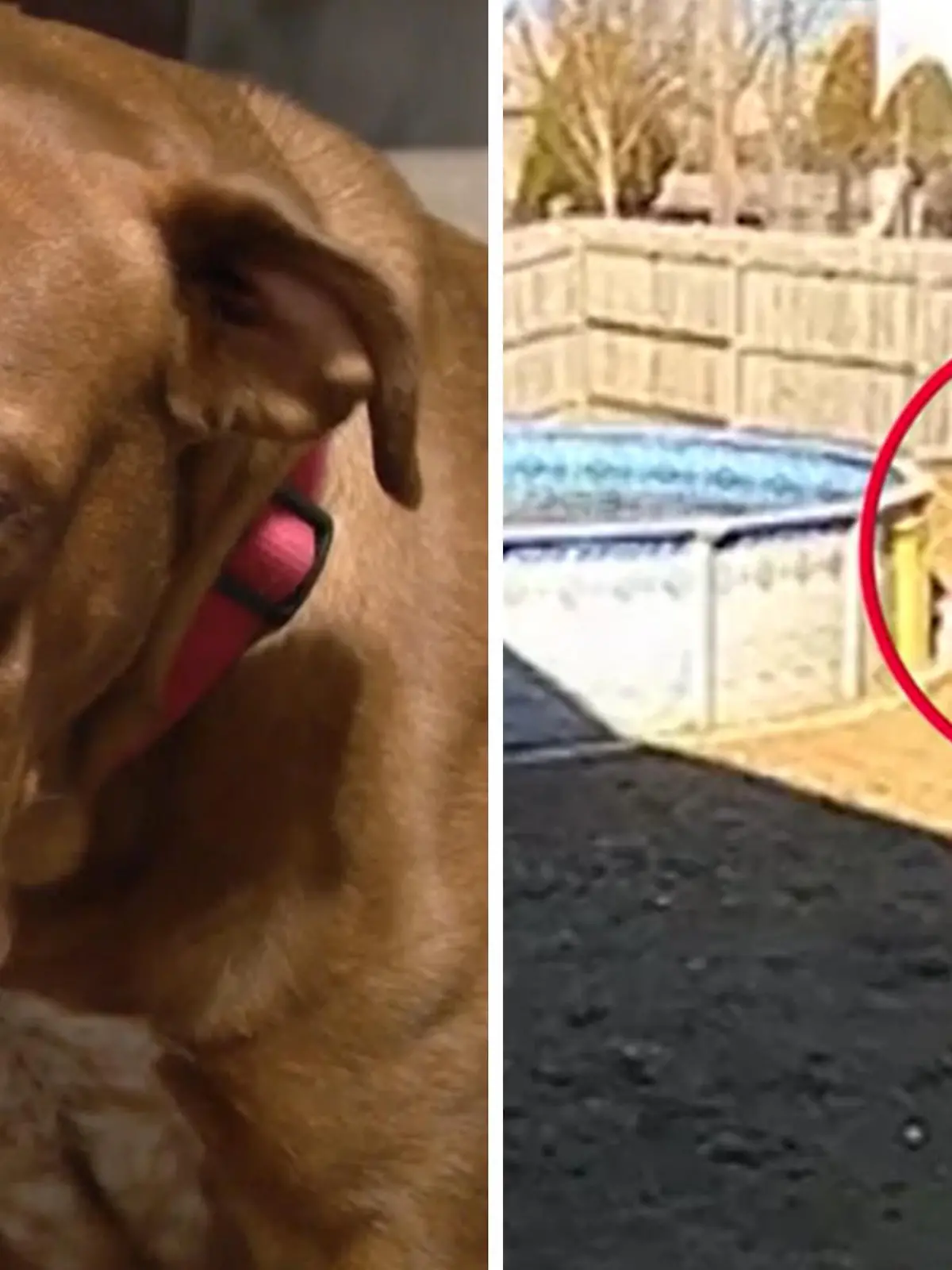 Bild zu: "Im eigenen Garten! Unbekannter schießt auf Hund Zuri"