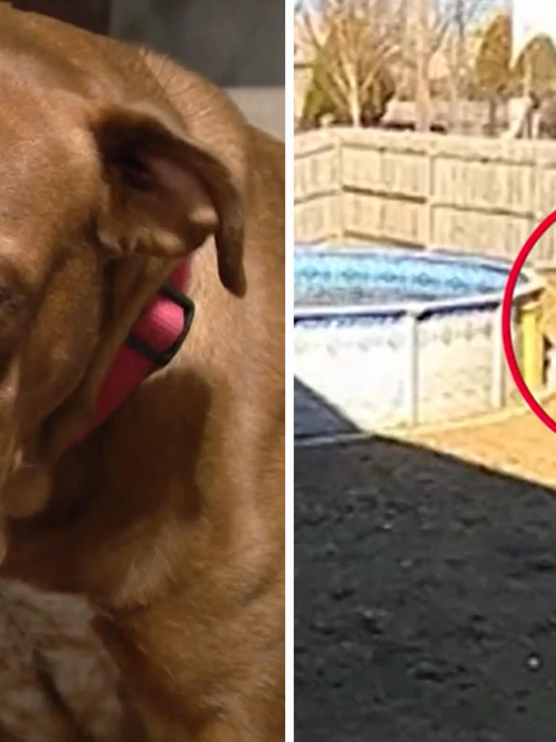 Bild zu: "Im eigenen Garten! Unbekannter schießt auf Hund Zuri"