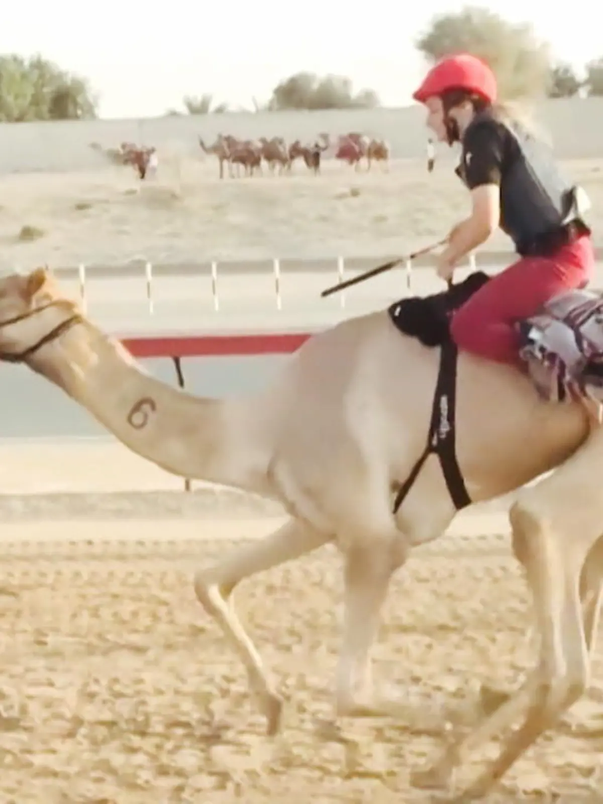 Linda Krockenberger hat in Dubai das Frauenteam  für Kamelrennen  aufgebaut. Das Team ist auf der Überholspur, mehrmals die Woche trainieren sie, und reiten selbst den stolzen Kamel-Männern davon.