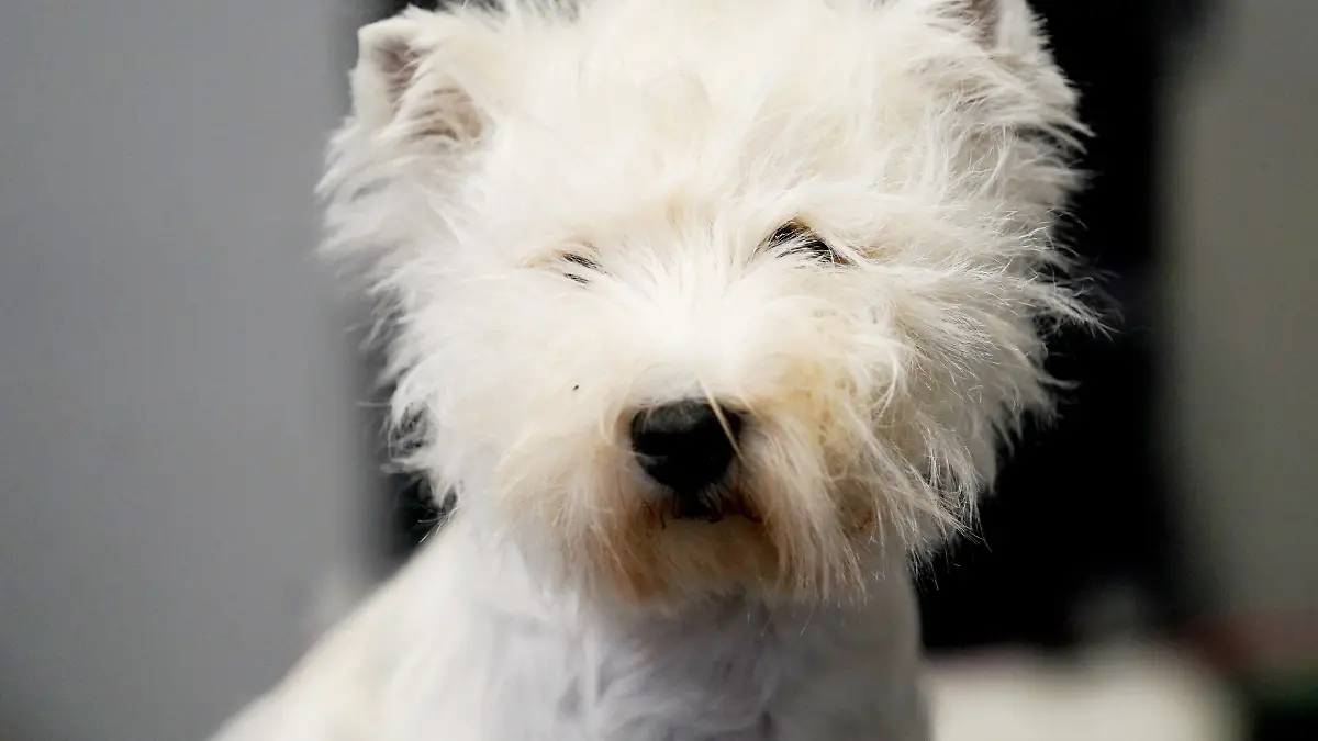 „In der Wohnung fand er ein Erpresserschreiben, in welchem eine Million Franken für die Freilassung der Hunde gefordert wurde“, teilt die Kartonpolizei Zürich mit (Symbolbild).