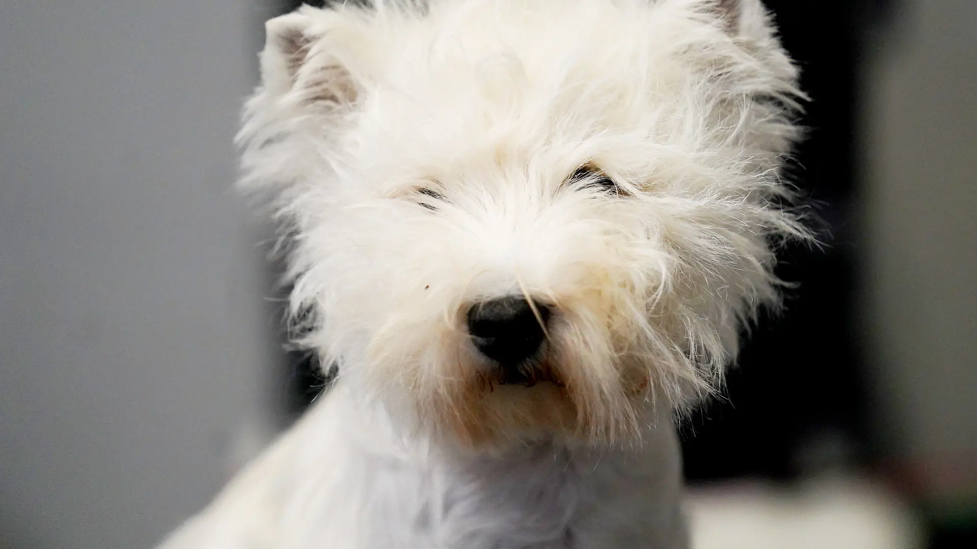 „In der Wohnung fand er ein Erpresserschreiben, in welchem eine Million Franken für die Freilassung der Hunde gefordert wurde“, teilt die Kartonpolizei Zürich mit (Symbolbild).