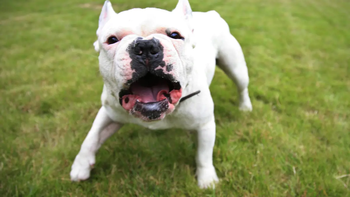 Französische Bulldogge