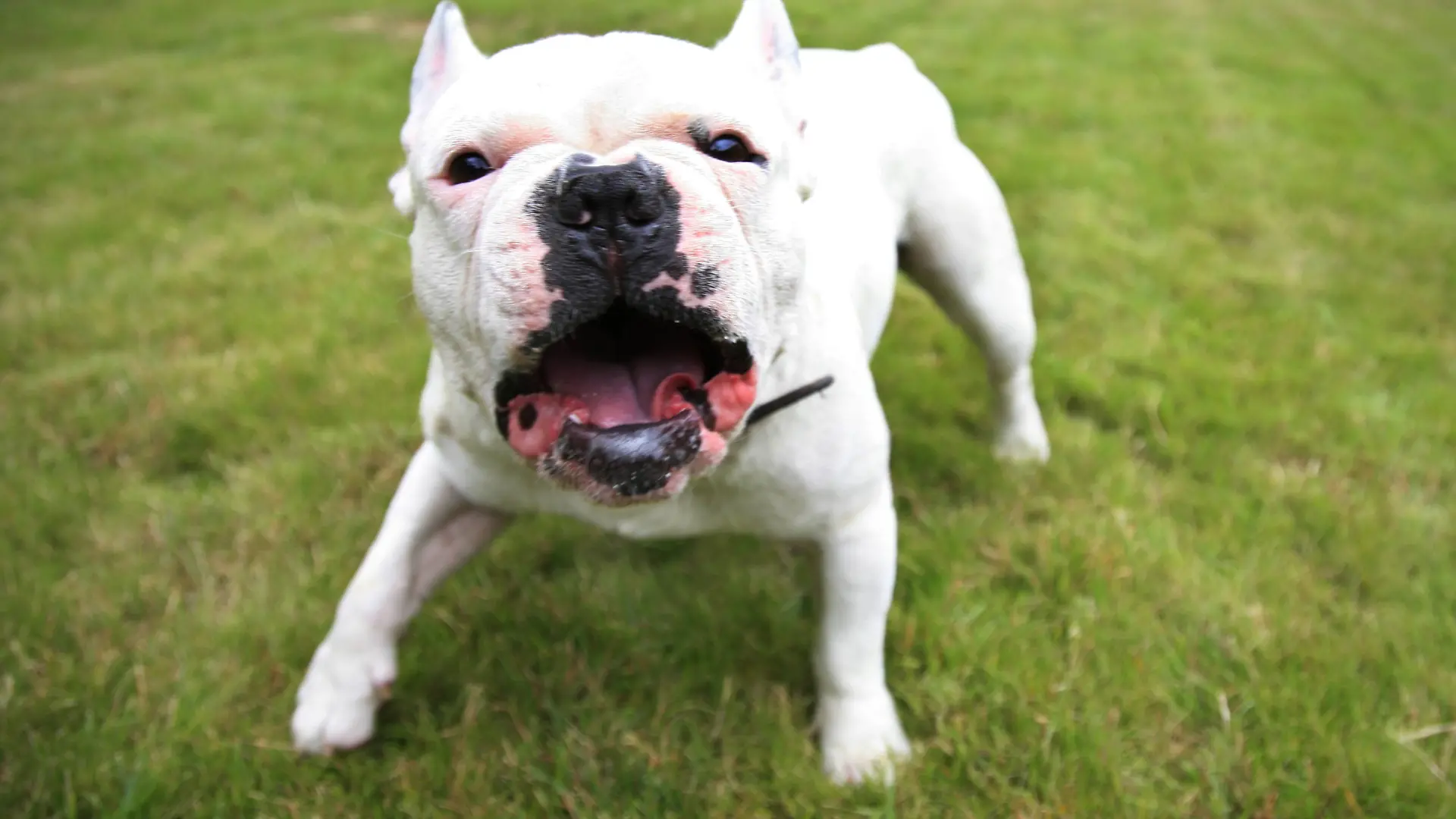 Französische Bulldogge